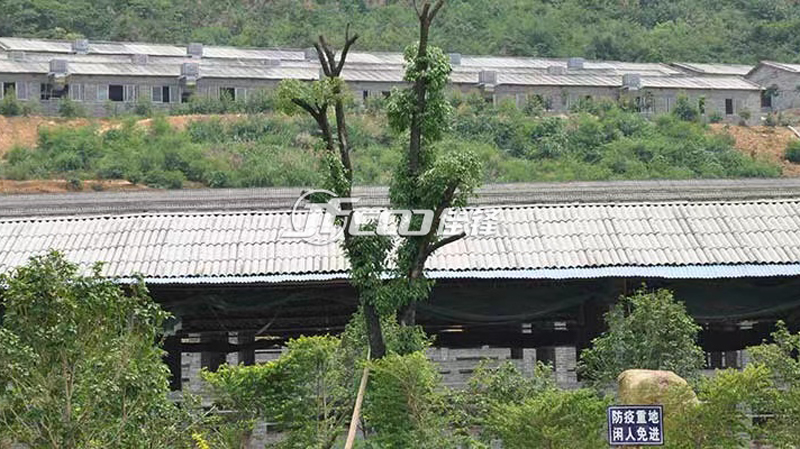 豬舍采用環(huán)保空調(diào)降溫案例